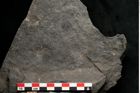 Foto (Detailansicht) von Plantae indet.  (NHMW-GEO-2024-0188-11493)